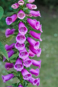 Foxglove