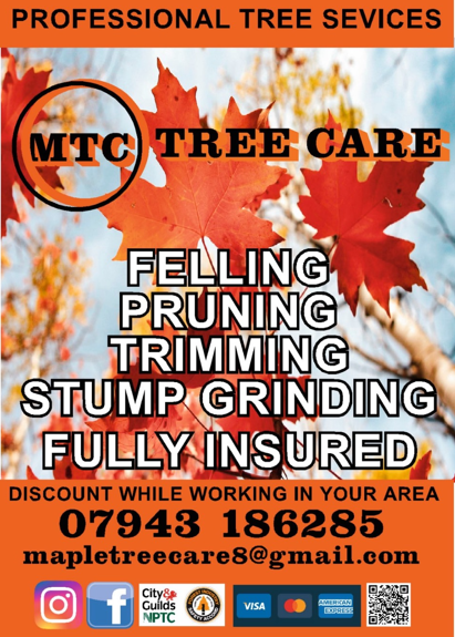 Maple Tree Poster
